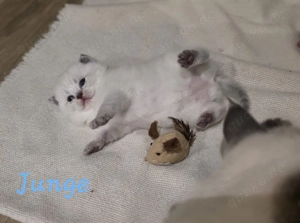 Wurfankündigung: BKH Kitten 