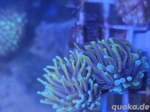 Euphyllia Golden Torch