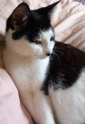 wunderschön Kätzchen  RESERVIERT. 