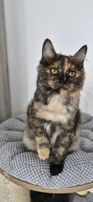 Kitten in besonder Farbe Katzenbaby Katze Kurilian Bobtail mit Stammbaum 