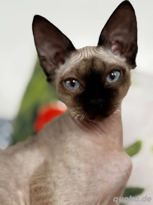 Devon Rex kitten suchen liebevolles Zuhause 