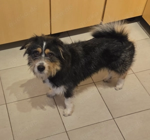 Mischlingsrüde 7 Monate alt sucht ein Zuhause 