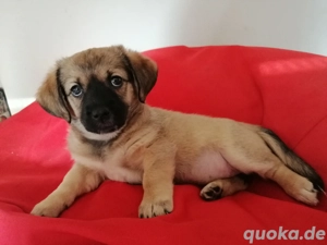 Tito Welpen pap havaneser. Mama schizomix 