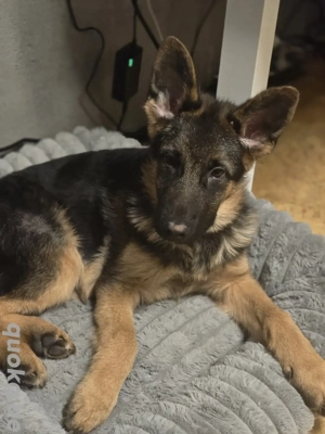 Schäferhund-Rüde, 6 Monate alt   schweren Herzens abzugeben