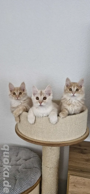 Kurilian Bobtail Kitten Katzenbaby Katze Kater mit Stammbaum 