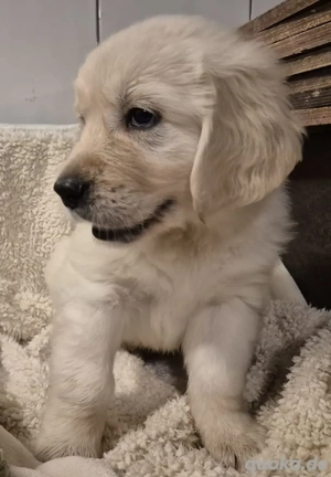 Golden Retriever Welpen Rüden suchen ein Liebevolles Zuhause