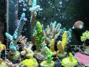 Korallen Korallenableger Meerwasser 