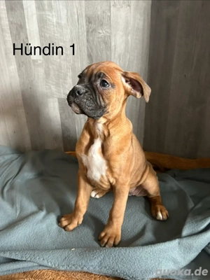 Boxer Welpen 