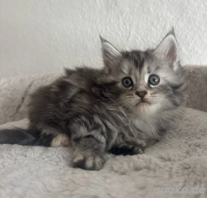Maine Coon Kitten