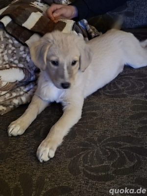 hundewelpe sucht zuhause 