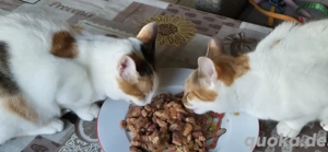 Dreifarbiges, hübsches Katzenkind Alicia - sucht Gesellschaft