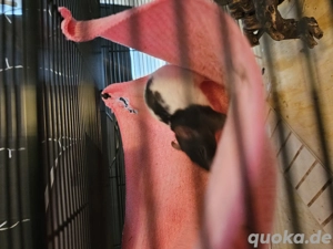 dringen 2 Rattenmädels 