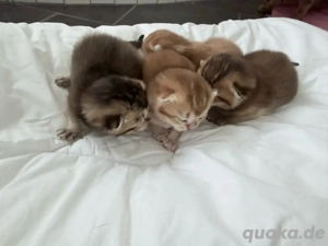 BKH Kitten Golden Shaded reinrassig