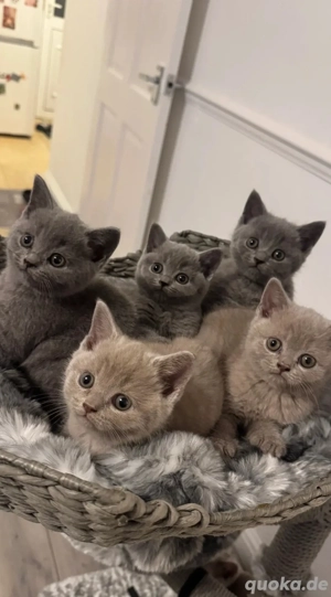 BKH Kitten vom Interchampion suchen ein Zuhause