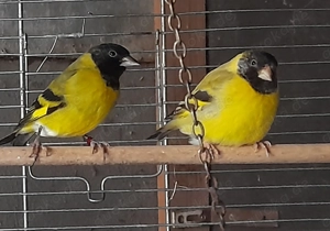 Magellanzeisige abzugeben