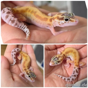 Super giant raptor weibchen 