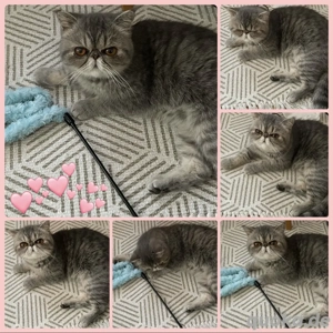 Exotic Shorthair sucht Kuschelplatz