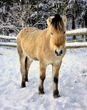Norweger Hengst abzugeben