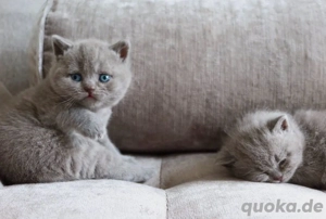 Weibliches Britisch Kurzhaar Kätzchen