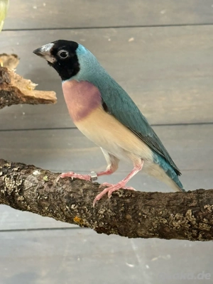 Gouldamadinen abzugeben