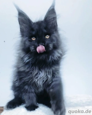 Männliche Maine Coon Kätzchen