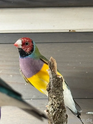 Gouldamadinen abzugeben 