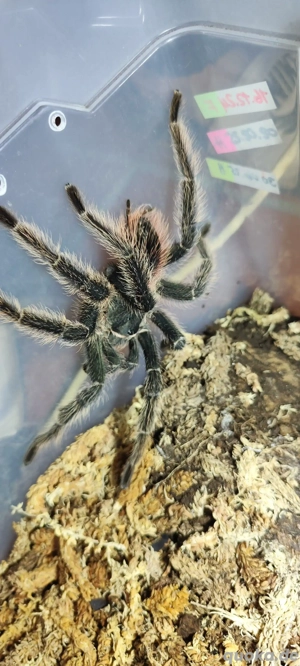 Lasiodora.Brachypelma.Harpactira.Kochiana Bild 3