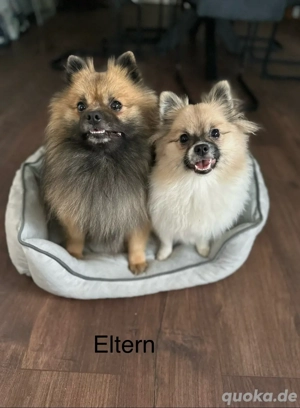 wempen pomeranian