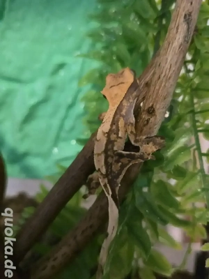 0.0.4 Kronengecko  Correlophus ciliatus 