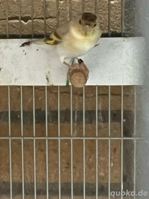 mischling stieglitz mit Magellan Zeisig