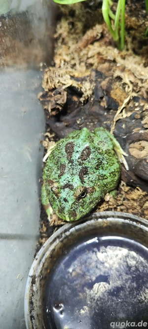 Pacman-Frog, Schmuckhornfrosch