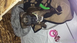 Englishe Bulldogge Rottweiler mix