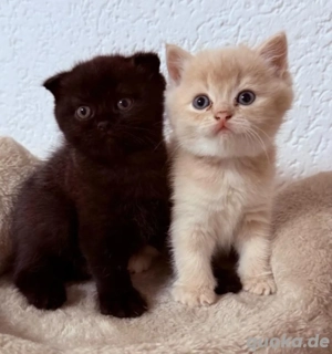 BKH Golden Shell kitten