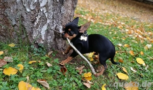 Chihuahua Rüde 6 Monate alt 