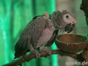 Suche Graupapagei Partner 