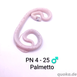 Kornnatter NZ 25 Palmetto, Wild het. Palmetto 