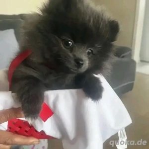 Pomeranian-Welpen 