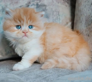 Weibliches Britisch-Kurzhaar-Kätzchen