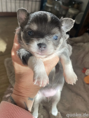 Süße Blue White LH Welpe Hündin sucht ihre Familie 