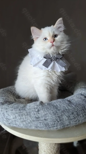 Neva masquarade mit Stammbaum sibirische katze