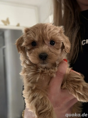 Malipoo Welpen suchen liebevolles Zuhause 