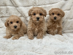 Malipoo Welpen suchen liebevolles Zuhause 