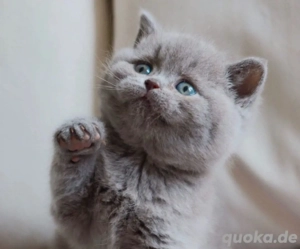 Männliches Britisch Kurzhaar Kätzchen