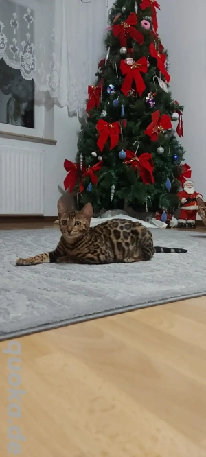Bengalen kitty Reinrassig 2 Mädchen
