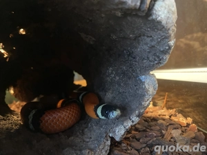  Königsnatter  inkl. Terrarium 100 x 50 x 60 cm B T H und diverses Zubehöhr