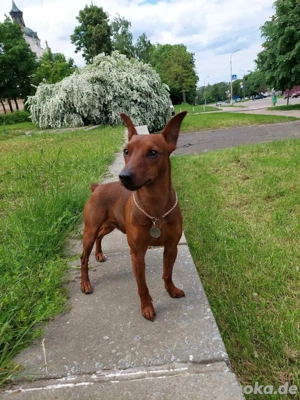 Miniatur-Pinscher, Junge, 5 Jahre alt, sucht ein Mädchen.  Bild 2
