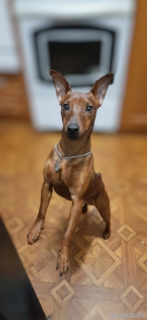 Miniatur-Pinscher, Junge, 5 Jahre alt, sucht ein Mädchen. 