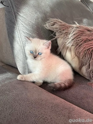Britisch-Kurzhaar Kitten   liebevolles Zuhause gesucht