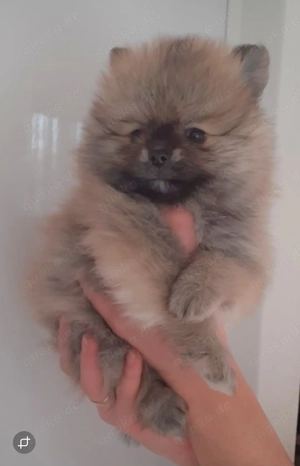 Zwergspitz pomeranian Welpen mini 