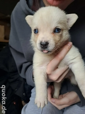   8 bezaubernde Welpen suchen ihr Für-immer-Zuhause   